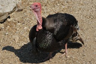 Meleagris gallopavo - Truthuhn (Wildtruthuhn)